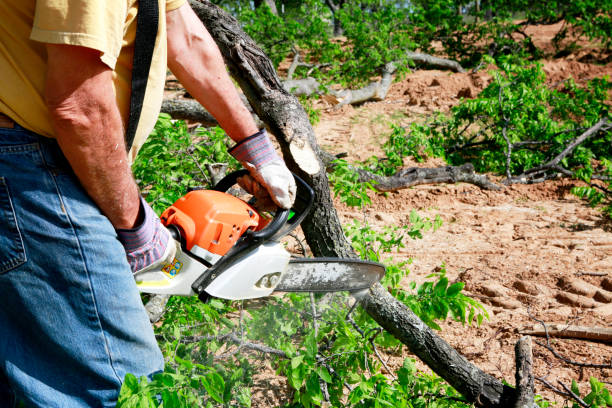 Best Arborist Services Near Me  in Ovid, MI